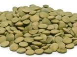Green lentils - photo 1