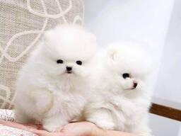 Hochwertige Pomeranian-Welpen