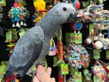 Hochwertiger Graupapagei - photo 1