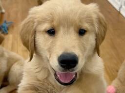 Ich bin ein 8 Wochen alter Golden Retriever Rüde mit wunderschönem goldenem