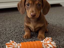 Ich bin ein vier Wochen alter Dackelrüde mit wunderschönem cremefarbenem Fell und