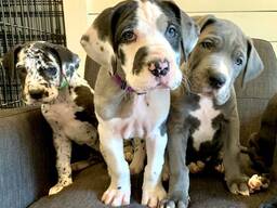 Ich bin eine 5 Wochen alte, wunderschöne blaue Deutsche Dogge und suche ein