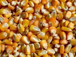Nicht gentechnisch veränderter gelber Mais für die Tierfütterung - 5000 Tonnen verfügbar.
