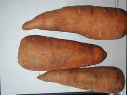 Ich werde Karotten Großhandel Kasachstan verkaufen