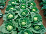 White cabbage from Uzbekistan - фото 3