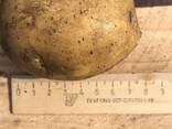 Картофель Kartoffeln - фото 1