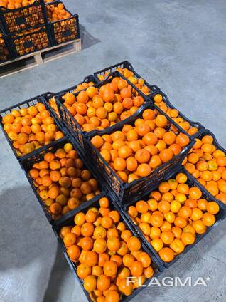 Мандарин Клементина