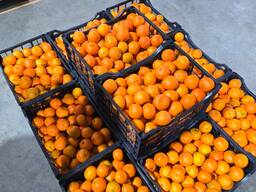 Клементина