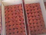 Dried apricots from Uzbekistan - фото 1
