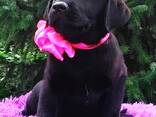 High-breed Labrador Retriever puppies, Kennel - photo 1