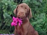 High-breed Labrador Retriever puppies, Kennel - photo 2