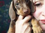 Lovely dachshund puppies available - фото 1