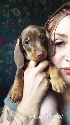 Lovely dachshund puppies available