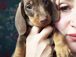 Lovely dachshund puppies available