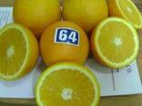 Mandarines Morket