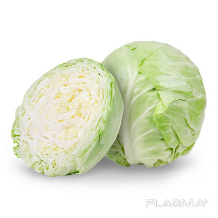 Young cabbage from Uzbekistan