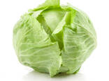 Young cabbage from Uzbekistan - фото 1