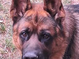 Немецкая овчарка