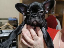 Очаровательные щенки французского бульдога продаются