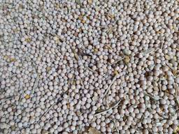 Pea seeds