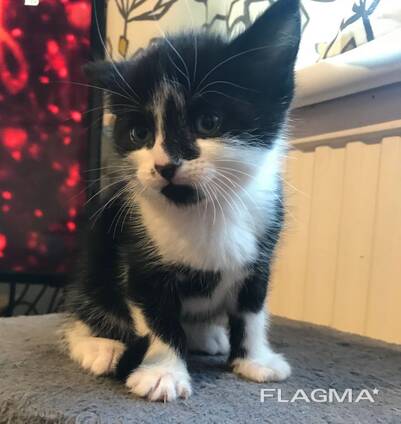 Pedigree Maine Coon-kittens. WhatsApp ons op: 447490124950