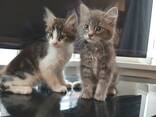 Pedigree Maine Coon-kittens. WhatsApp ons op: 447490124950 - photo 2