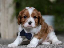 Jetzt! Cavalier King Charles Welpen