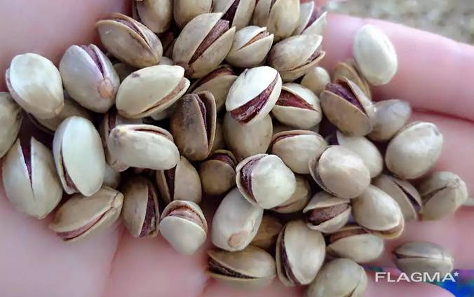 Pistachio Nut