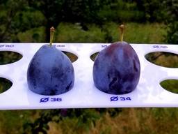 Plums from Moldova