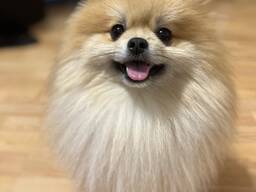 Pomeranian Spitz