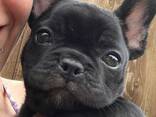Продаются щенки французского бульдога - фото 1