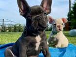 Продаются щенки французского бульдога - фото 2