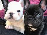 Продаются щенки французского бульдога - фото 3
