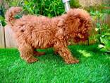 Pudelwelpen zu verkaufen! - фото 2