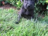 Purebred Labrador Retriever Puppies - photo 5