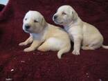 Purebred Labrador Retriever Puppies - фото 1