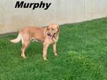 Purebred Labrador Retriever Puppies - photo 8