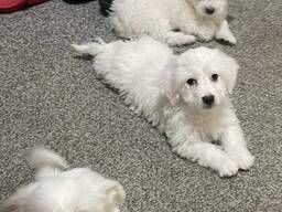 Purebred Maltese Puppies Ready Now
