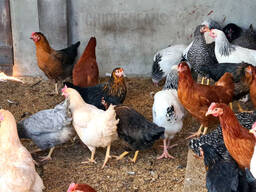 Quality eggs for sale