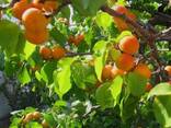 Саженцы плодовых деревьев - ищем торговых представителей в Австрии - фото 13