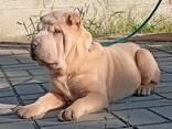Sharpei puppy - photo 1