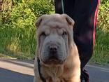 Sharpei puppy - photo 3