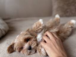 Щенки мальтипу F1 на продажу