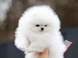 Щенки померанского шпица