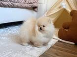 Щенки померанского шпица - photo 1
