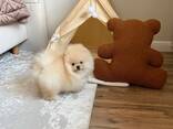 Щенки померанского шпица - photo 2
