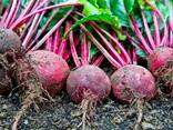 Beetroot from Uzbekistan - фото 3