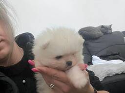 Tiny white Pomeranian puppy