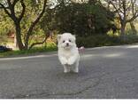 Twee Teacup Maltese pups. .. WhatsApp ons op: 447490124950 - фото 1
