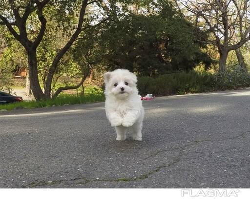 Twee Teacup Maltese pups. .. WhatsApp ons op: 447490124950